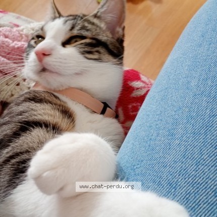 Photo de chat perdu à Wimille