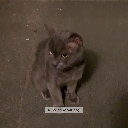 Photo de chat trouvé à Nantes