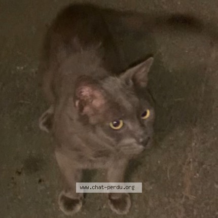 Photo 2/3 Chat trouvé Trouvé à Nantes