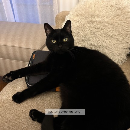 Photo de chat perdu à Montpellier