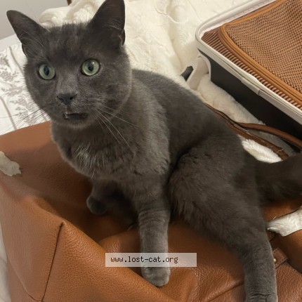 Photo de chat perdu à Anzin