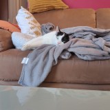 oreo