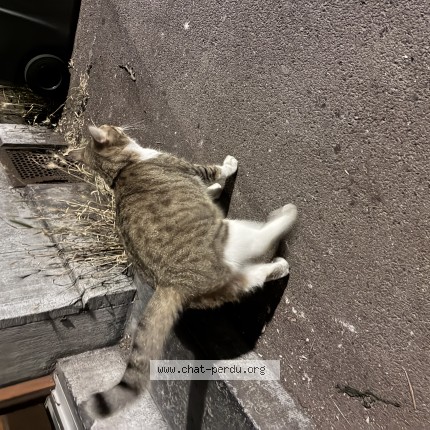 Photo de chat trouvé à Lille