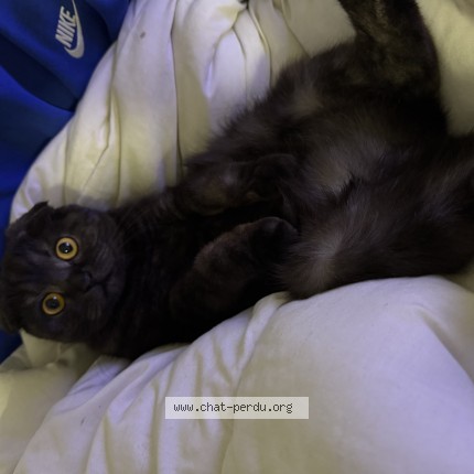 Photo de chat perdu à Schiltigheim