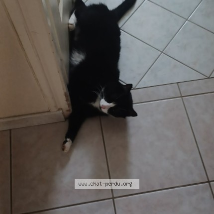 Photo 1/1 Chat retrouvé Perdu à Desnes