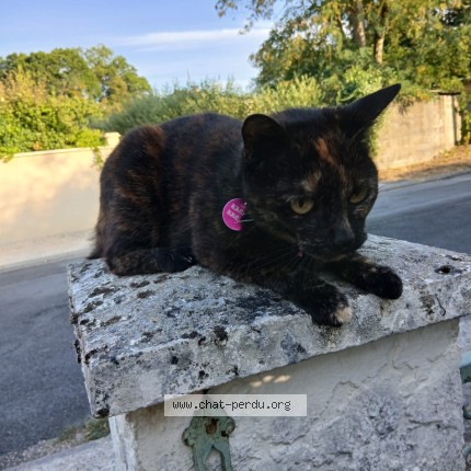 Photo 1/1 Chat retrouvé Perdu à Fargues