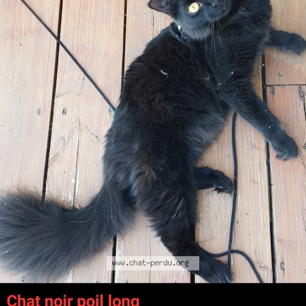 Photo 1/1 Léo Chat perdu à Sainte Marguerite De Dorchester