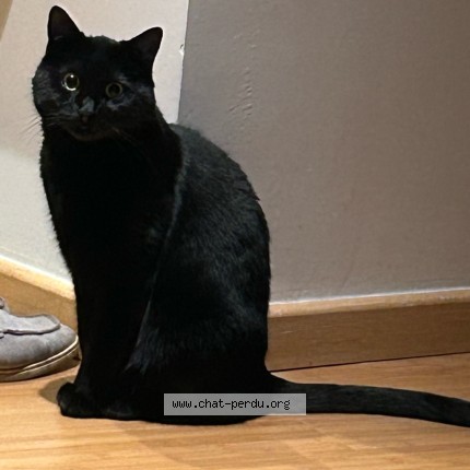 Photo de chat perdu à Franconville