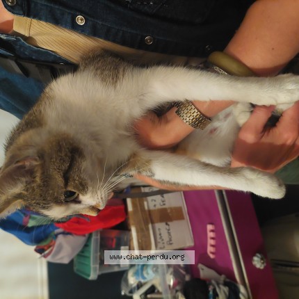 Photo 1/1 Chat trouvé Trouvé à Lille
