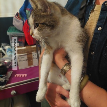Photo 1/1 Chat trouvé Trouvé à Lille