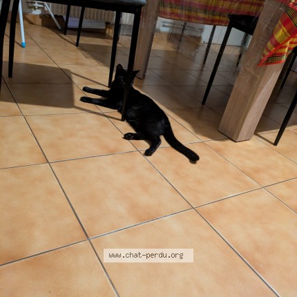 Photo de chat perdu à Boulzicourt