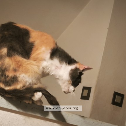 Photo de chat perdu à Vesoul