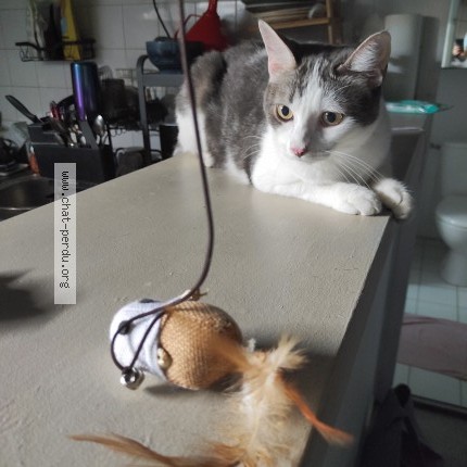 Photo 1/1 Chat retrouvé Perdu à Bordeaux