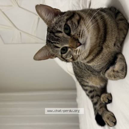 Photo de chat perdu à Saint Gilles