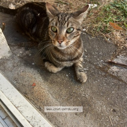 Photo de chat trouvé à Gannat