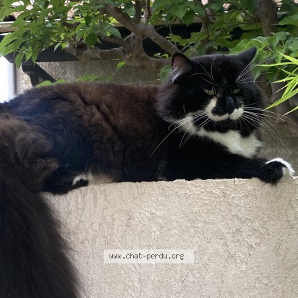 Photo 1/1 Félix Chat perdu à Beziers