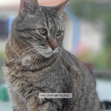 Photo de chat perdu à Meslan