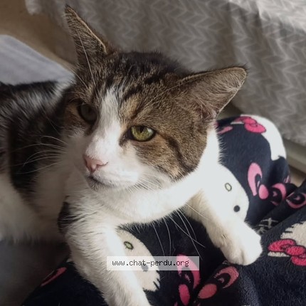 Photo de chat perdu à La Primaube