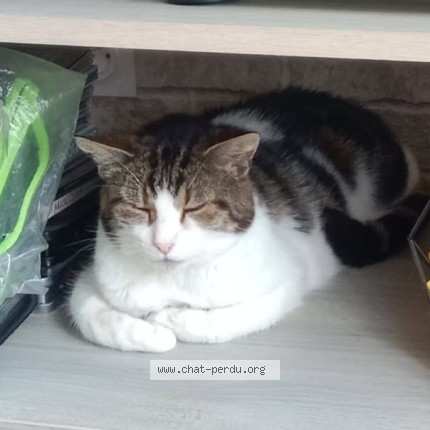 Photo 2/2 movicol Chat perdu à La Primaube