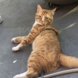 tigrou