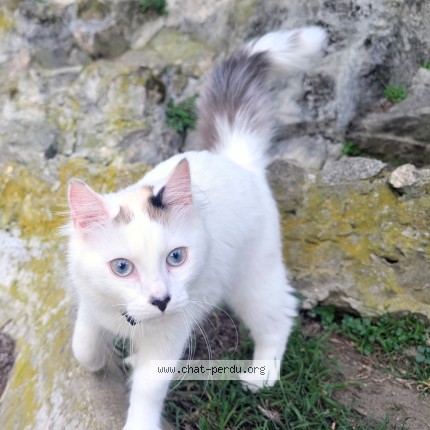 Photo de chat perdu à Saint Michel Sur Rhone