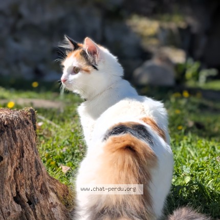 Photo 1/1 Ponyo Chat perdu à Saint Michel Sur Rhone