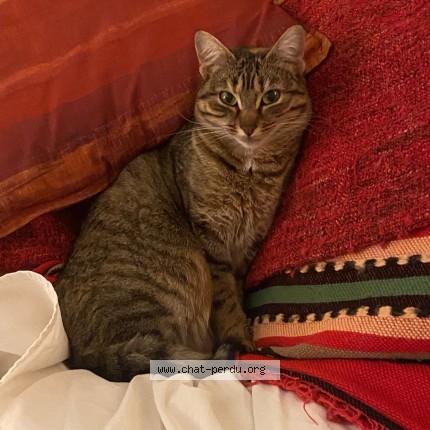 Photo 1/1 Chat retrouvé Perdu à Verneuil Sur Seine