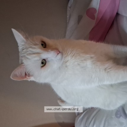 Photo 1/1 Doudou Chat perdu à Beaugency
