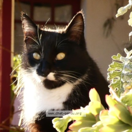 Photo de chat perdu à Grisolles