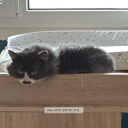 Photo de chat perdu à Cambrai