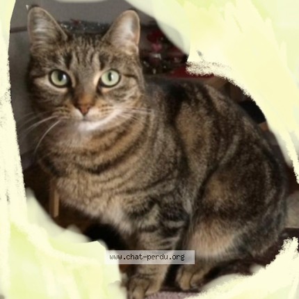 Photo 1/1 Chat retrouvé Perdu à Fontenay Sous Bois