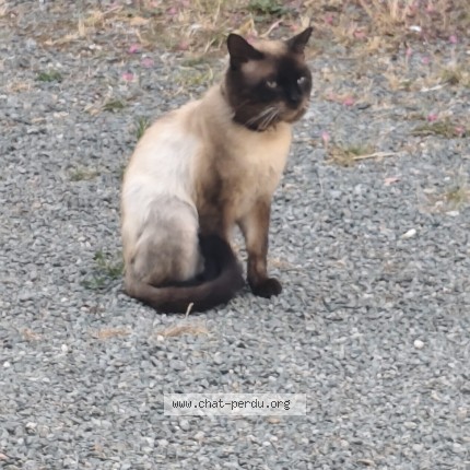 Photo de chat trouvé à St Jean D Hermine
