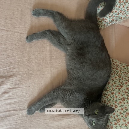 Photo 1/1 YUMI Chat perdu à Angouleme