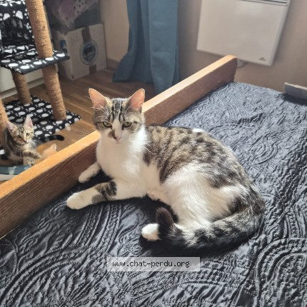 Photo de chat perdu à Auzouville L Esneval