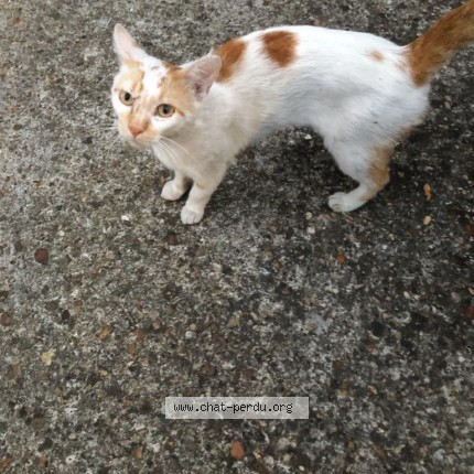 Photo de chat trouvé à Houilles