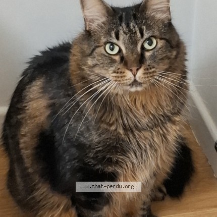 Photo 1/1 Chat retrouvé Perdu à Asnieres Sur Seine 92600
