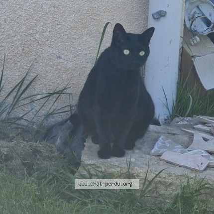 Photo de chat perdu à Girancourt