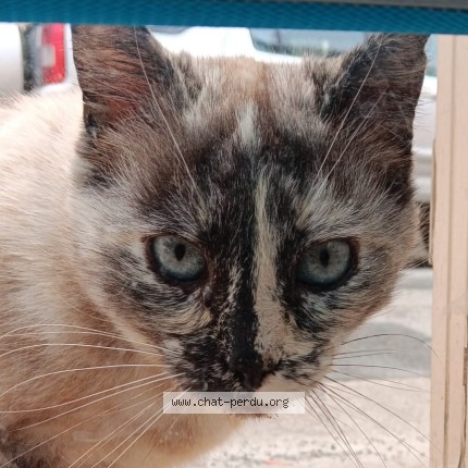 Photo 1/1 Chat trouvé Trouvé à Parthenay 79200