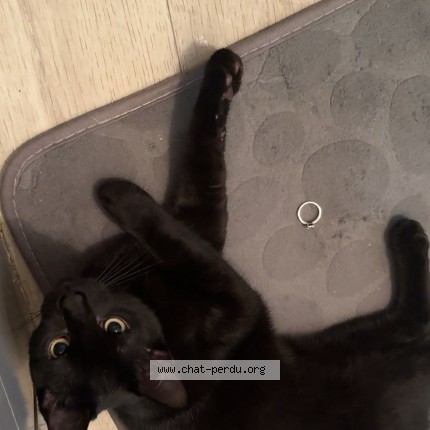 Photo de chat perdu à Herbignac