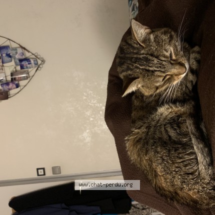 Photo de chat perdu à Montmorot