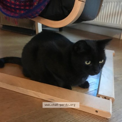 Photo 1/1 Chat retrouvé Perdu à Bagnolet