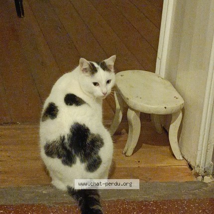 Photo 1/1 Litchi Chat perdu à Bruxelles