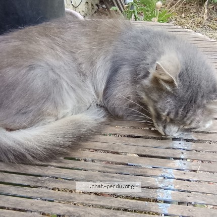 Photo de chat trouvé à St Jean De Serres