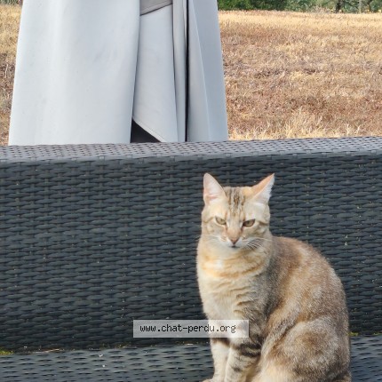 Photo 1/1 Stoufie Chat perdu à Cieurac