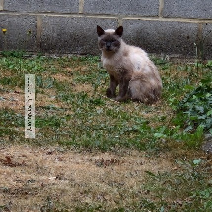 Photo 1/1 Chat trouvé Trouvé à Gilly