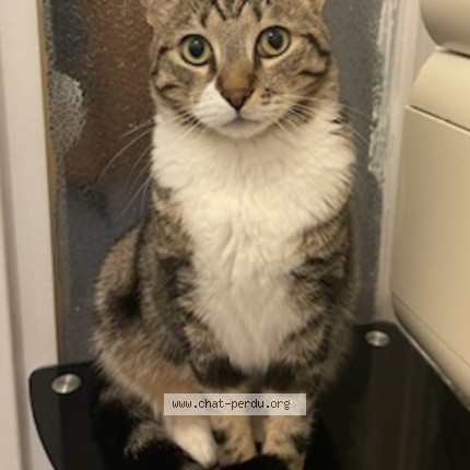 Photo de chat perdu à Cholet