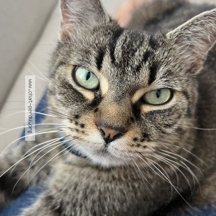 Photo de chat perdu à Torcay
