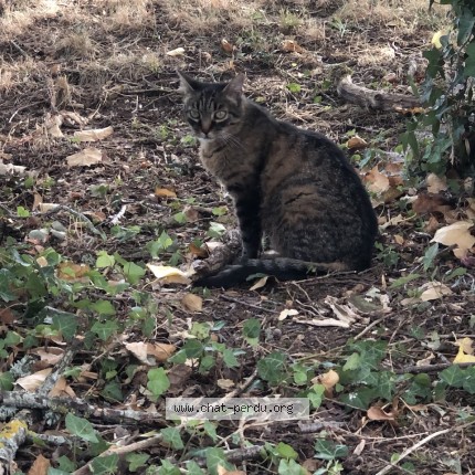 Photo 1/1 Chat trouvé Trouvé à Neuville Aux Bois