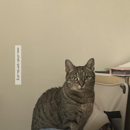 Photo de chat perdu à Plaisir