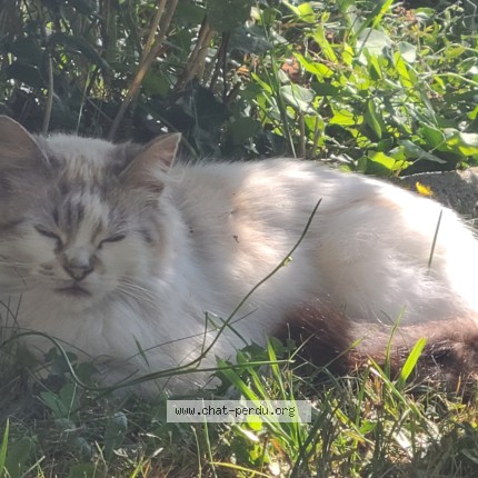 Photo 1/1 Chat trouvé Trouvé à Langueux